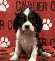 ANGEL 5, a female Cavalier King Charles Spaniel for sale in Rudolph, OH – 1 of 3