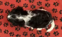 ACE 7, a male Cavalier King Charles Spaniel for sale in Rudolph, OH – 2 of 3
