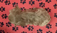 ANGEL 2, a female Cavalier King Charles Spaniel for sale in Rudolph, OH – 2 of 3