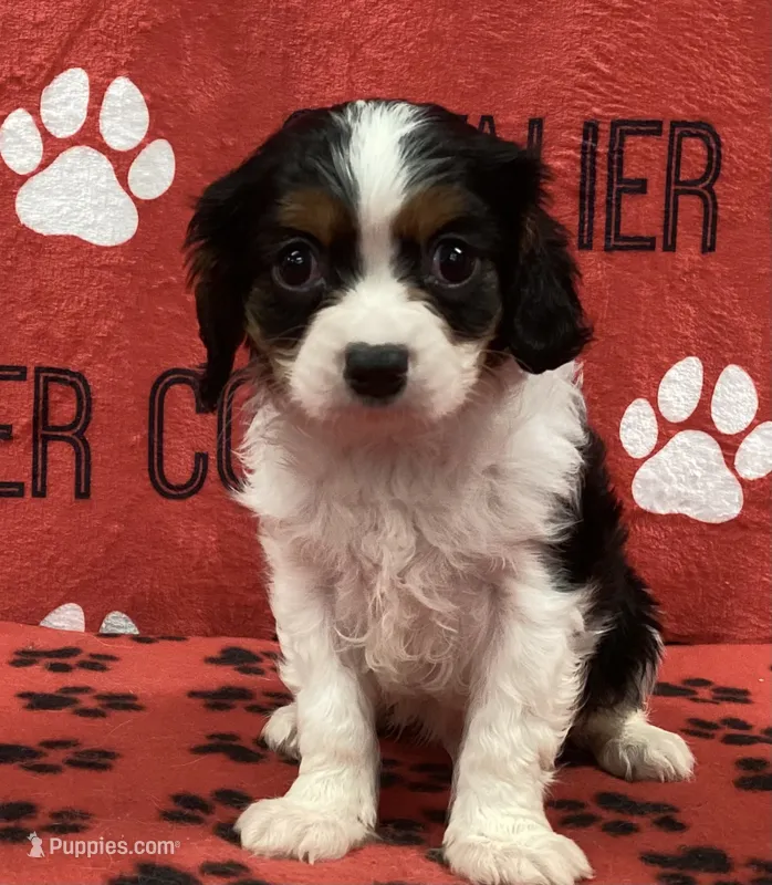 ACE 2  – Cavalier King Charles Spaniel puppy for sale in Rudolph, OH