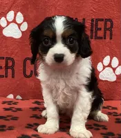 ACE 2 , a male Cavalier King Charles Spaniel for sale in Rudolph, OH – 1 of 3