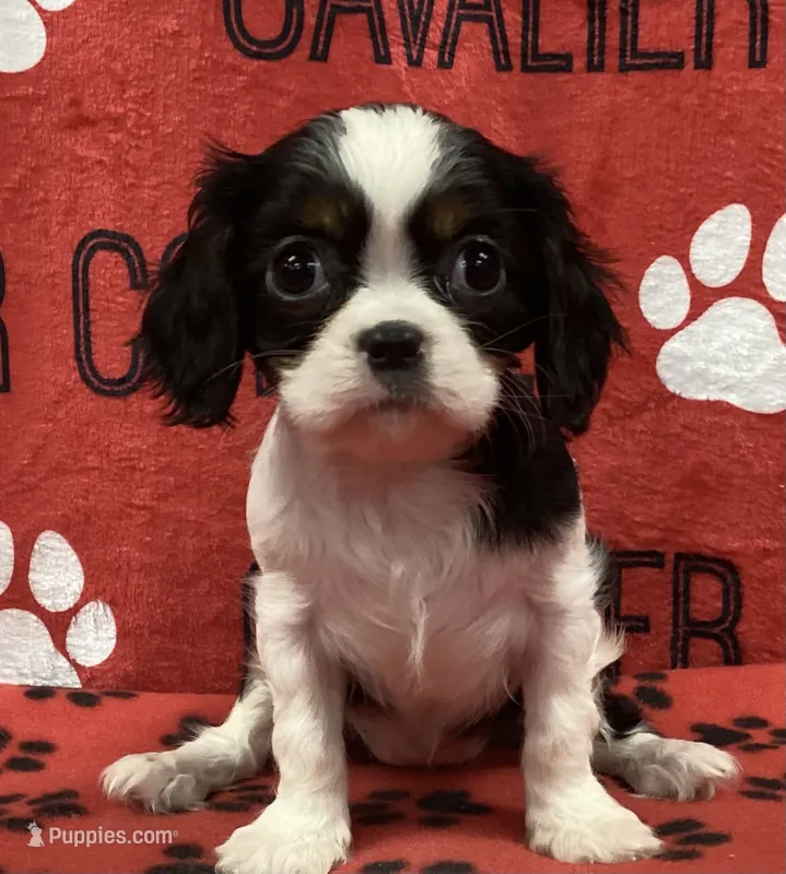 ANGEL 1 – Cavalier King Charles Spaniel puppy for sale in Rudolph, OH