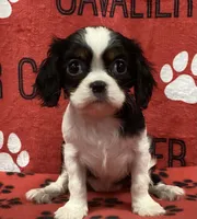 ANGEL 1, a female Cavalier King Charles Spaniel for sale in Rudolph, OH – 1 of 3