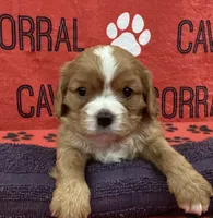 processed/54438026-b4c9-4c7f-999d-1345203a25a0/listing/dce92b9d-98ec-465f-93aa-b57e47be6084/65e2c89c-67b6-41a1-8aa0-cbc4e1034d70