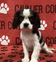 ANGEL 4, a female Cavalier King Charles Spaniel for sale in Rudolph, OH – Photo 1 of 3