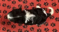 ACE 8, a male Cavalier King Charles Spaniel for sale in Rudolph, OH – 2 of 3