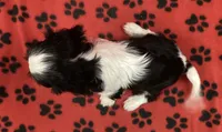 ANGEL 1, a female Cavalier King Charles Spaniel for sale in Rudolph, OH – 2 of 3