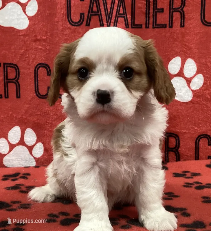 ANGEL 7 – Cavalier King Charles Spaniel puppy for sale in Rudolph, OH