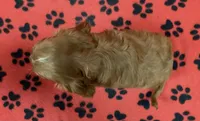 ACE 9, a male Cavalier King Charles Spaniel for sale in Rudolph, OH – 2 of 3