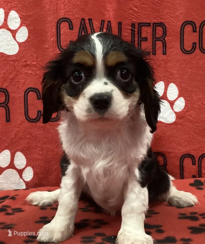 ANGEL 3 – Cavalier King Charles Spaniel puppy for sale in Rudolph, OH