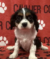ANGEL 3, a female Cavalier King Charles Spaniel for sale in Rudolph, OH – 1 of 3