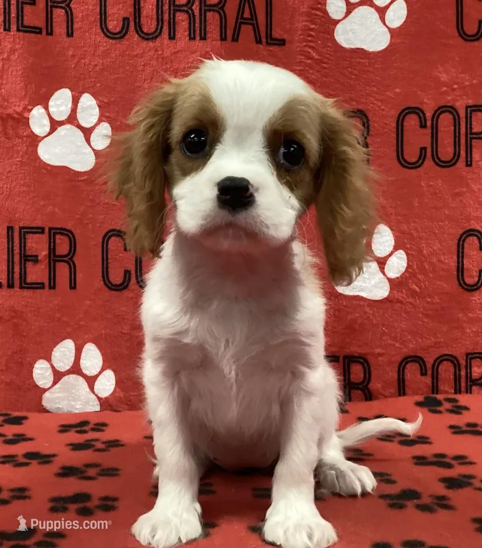 ANGEL 5 – Cavalier King Charles Spaniel puppy for sale in Rudolph, OH