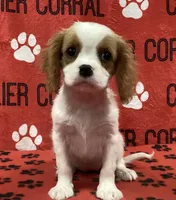 ANGEL 5, a female Cavalier King Charles Spaniel for sale in Rudolph, OH – Photo 1 of 3