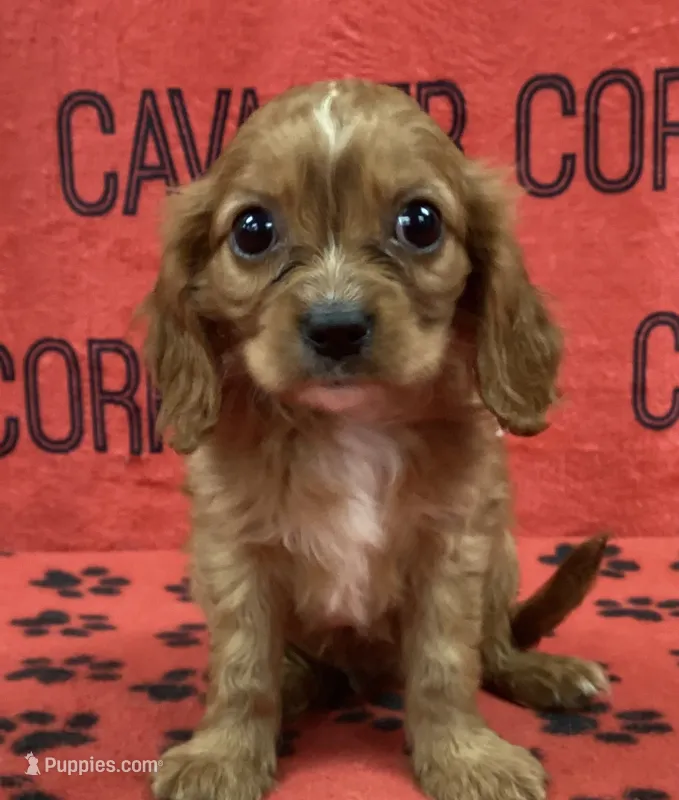 ACE 6 – Cavalier King Charles Spaniel puppy for sale in Rudolph, OH