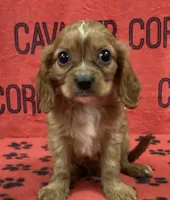 ACE 6, a male Cavalier King Charles Spaniel for sale in Rudolph, OH – 1 of 3