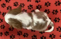 ACE 10, a male Cavalier King Charles Spaniel for sale in Rudolph, OH – 3 of 3