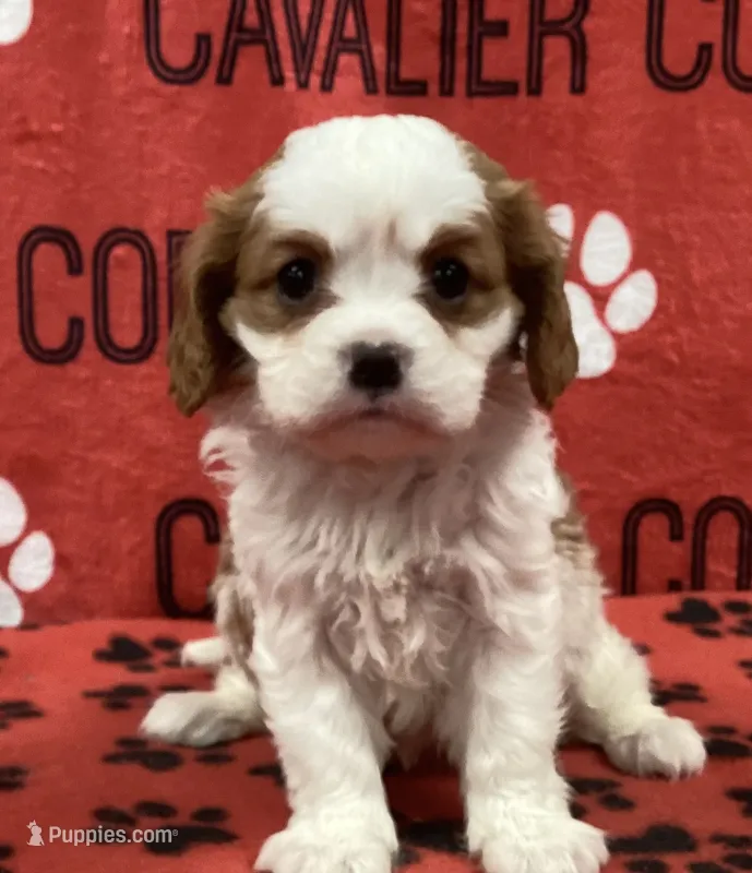 ANGEL 6 – Cavalier King Charles Spaniel puppy for sale in Rudolph, OH