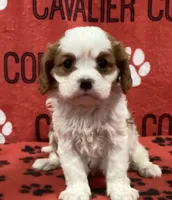 ANGEL 6, a female Cavalier King Charles Spaniel for sale in Rudolph, OH – 1 of 3