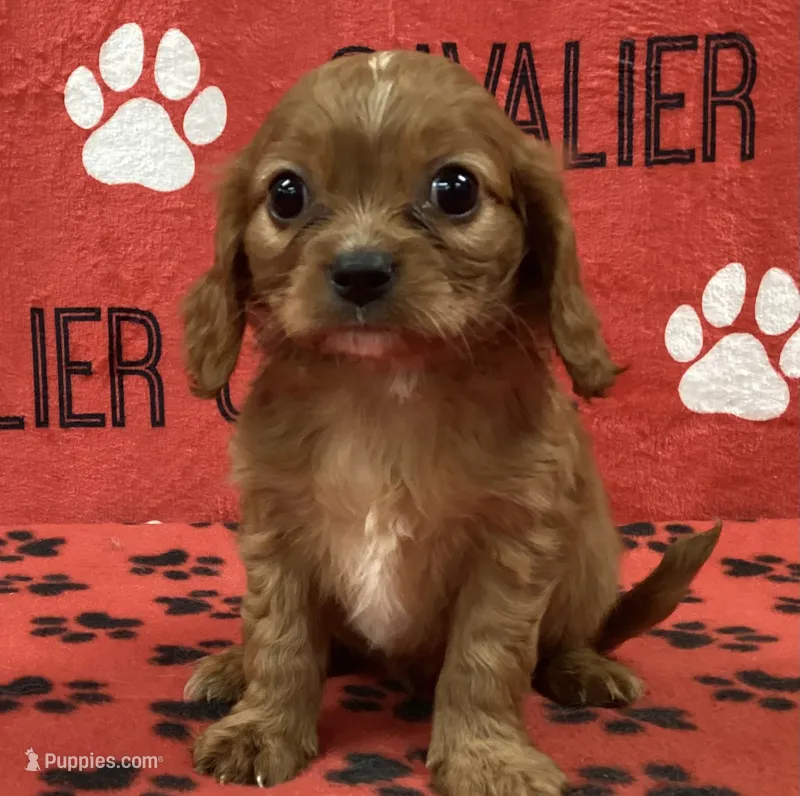 ACE 9 – Cavalier King Charles Spaniel puppy for sale in Rudolph, OH