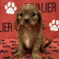 ACE 9, a male Cavalier King Charles Spaniel for sale in Rudolph, OH – 1 of 3