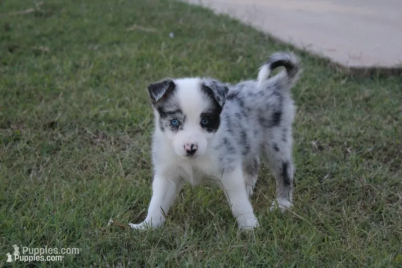 Petey, a male Border Collie for sale in Ripley, OK – 1 of 4