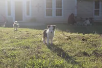 Boss, a male Border Collie for sale in Ripley, OK – 2 of 4