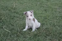Smiley, a male Border Collie for sale in Ripley, OK – 5 of 6