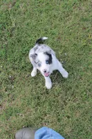 Petey, a male Border Collie for sale in Ripley, OK – 4 of 4
