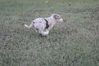 Smiley, a male Border Collie for sale in Ripley, OK – 6 of 6
