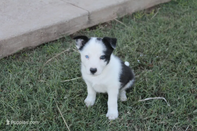 Boss, a male Border Collie for sale in Ripley, OK – 1 of 4