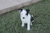 Boss, a male Border Collie for sale in Ripley, OK – 1 of 4