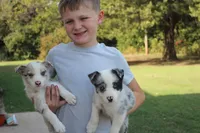 Petey, a male Border Collie for sale in Ripley, OK – 3 of 4