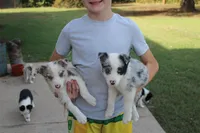 Smiley, a male Border Collie for sale in Ripley, OK – 4 of 6