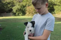 Boss, a male Border Collie for sale in Ripley, OK – 3 of 4