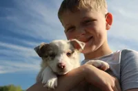 Smiley, a male Border Collie for sale in Ripley, OK – 2 of 6