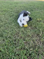 Boss, a male Border Collie for sale in Ripley, OK – 4 of 4