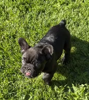 Rabbit, a male French Bulldog for sale in Stanchfield, MN – 3 of 5