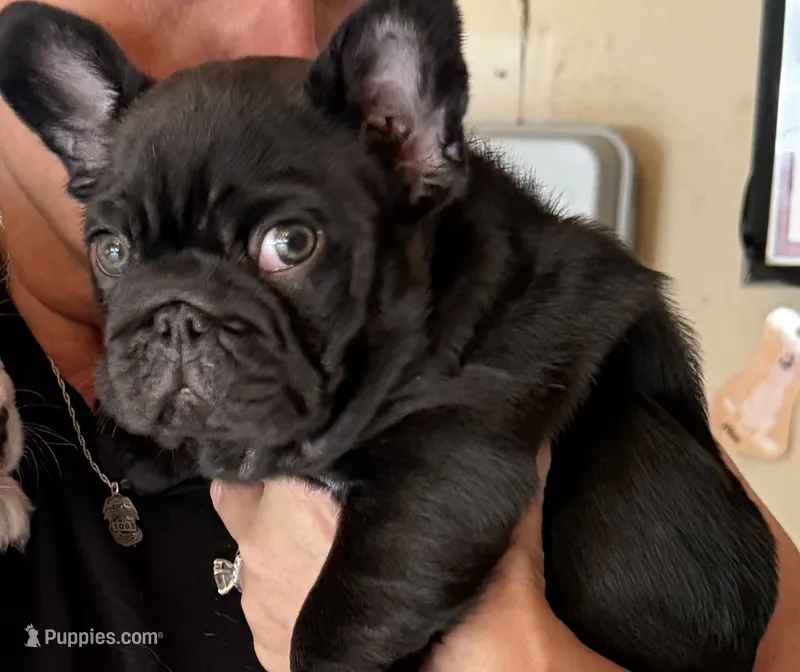 Rabbit – French Bulldog puppy for sale in Stanchfield, MN