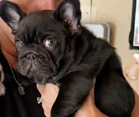 Rabbit, a male French Bulldog for sale in Stanchfield, MN – 1 of 5
