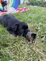 Fluffy boy, a male French Bulldog for sale in Stanchfield, MN – 3 of 5