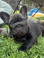 Rabbit, a male French Bulldog for sale in Stanchfield, MN – 2 of 5
