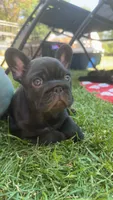 Rabbit, a male French Bulldog for sale in Stanchfield, MN – 4 of 5