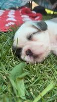 White fluffy boy , a male French Bulldog for sale in Stanchfield, MN – 4 of 5