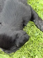 Fluffy boy, a male French Bulldog for sale in Stanchfield, MN – 5 of 5