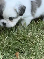 White fluffy boy , a male French Bulldog for sale in Stanchfield, MN – 2 of 5