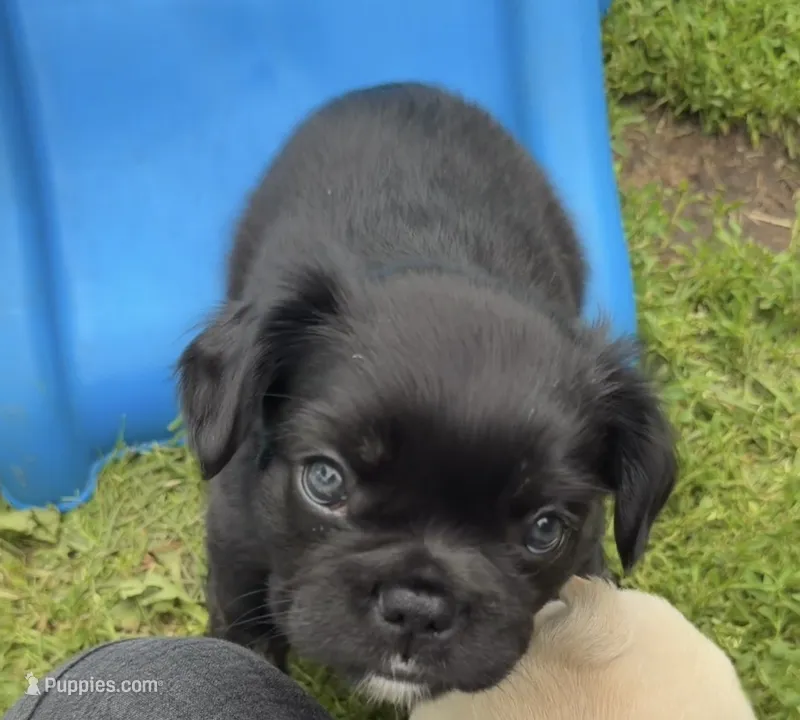 Fluffy boy – French Bulldog puppy for sale in Stanchfield, MN