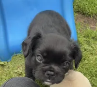 Fluffy boy, a male French Bulldog for sale in Stanchfield, MN – 1 of 5