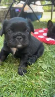 Fluffy boy, a male French Bulldog for sale in Stanchfield, MN – 2 of 5