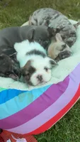 White fluffy boy , a male French Bulldog for sale in Stanchfield, MN – 3 of 5