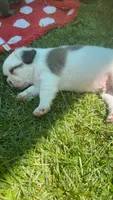 White fluffy boy , a male French Bulldog for sale in Stanchfield, MN – 5 of 5